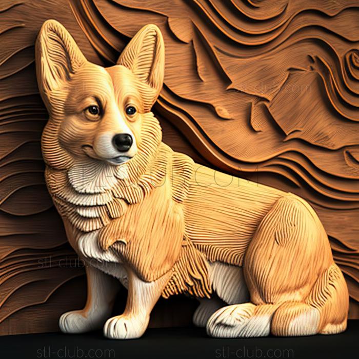 st Welsh Corgi dog